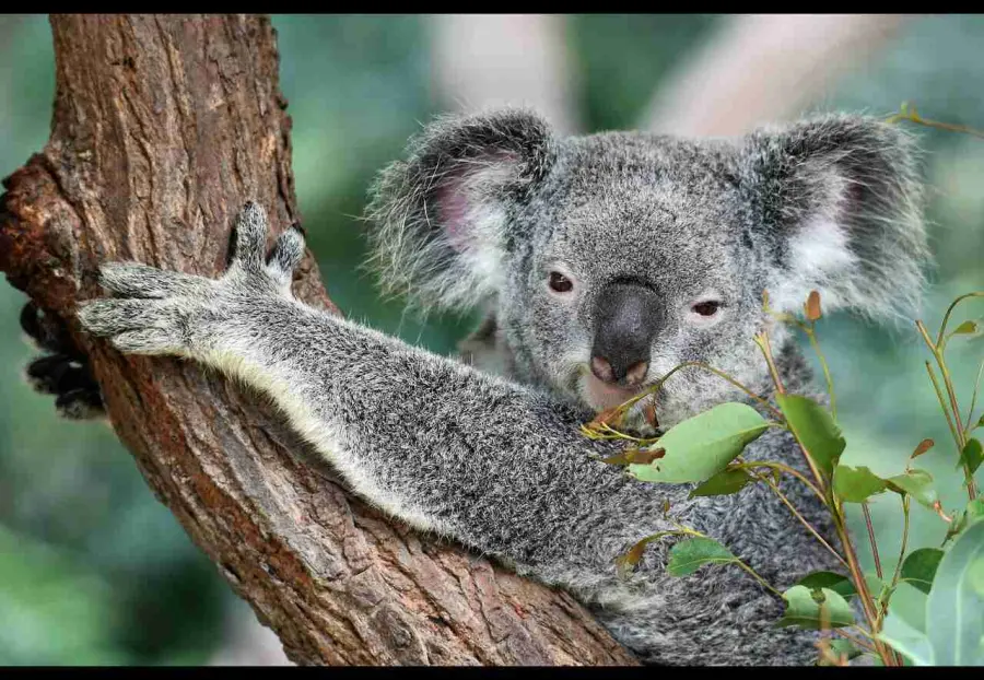 I migliori paesi da visitare per amanti degli animali