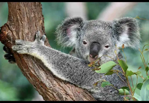 I migliori paesi da visitare per amanti degli animali