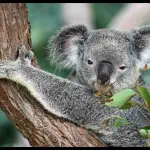 I migliori paesi da visitare per amanti degli animali